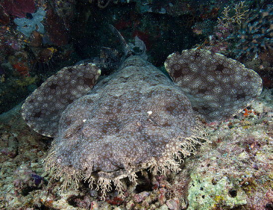  Eucrossorhinus dasypogon (Tasseled Wobbegong)